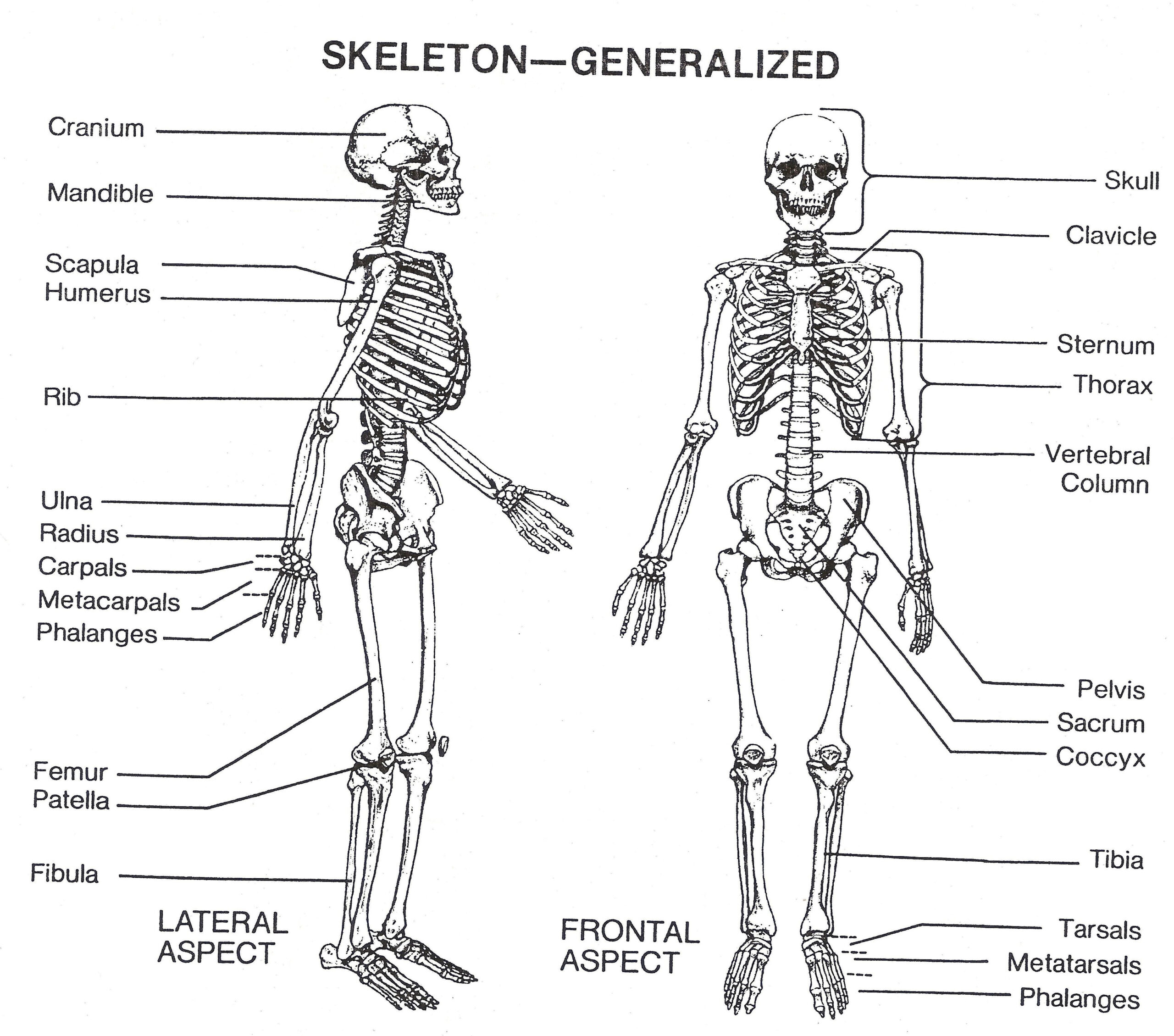 Blank Skeleton Diagram To Label Front And Back Of The Outstanding 