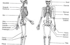 Blank Skeleton Diagram To Label Front And Back Of The Outstanding