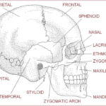 Blank Skull Diagram Human Anatomy