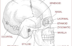 Blank Skull Diagram Human Anatomy