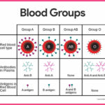 Blood Anatomy And Physiology Study Guide For Nurses