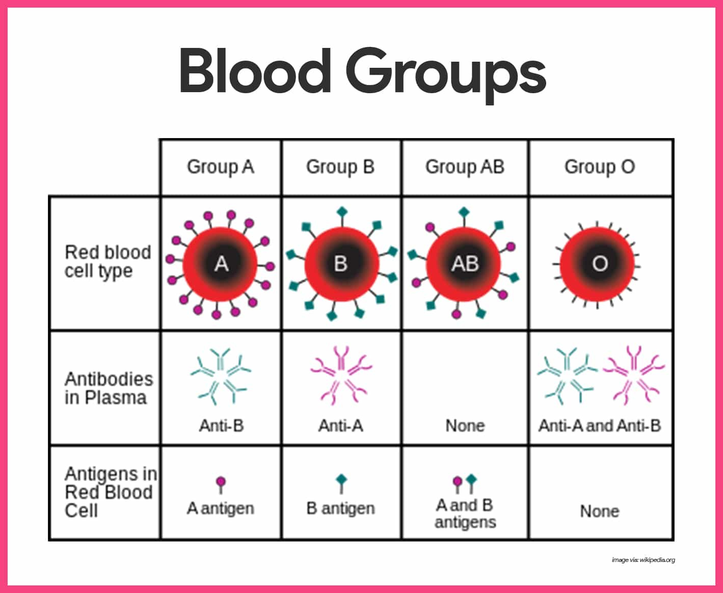 Blood Anatomy And Physiology Study Guide For Nurses