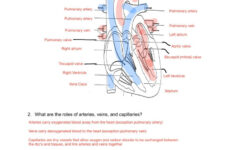 Blood Flow Worksheet Answer Key Db excel
