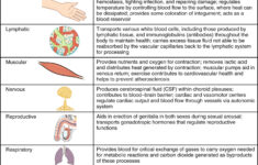 Blood Flow Worksheet Answer Key Db excel