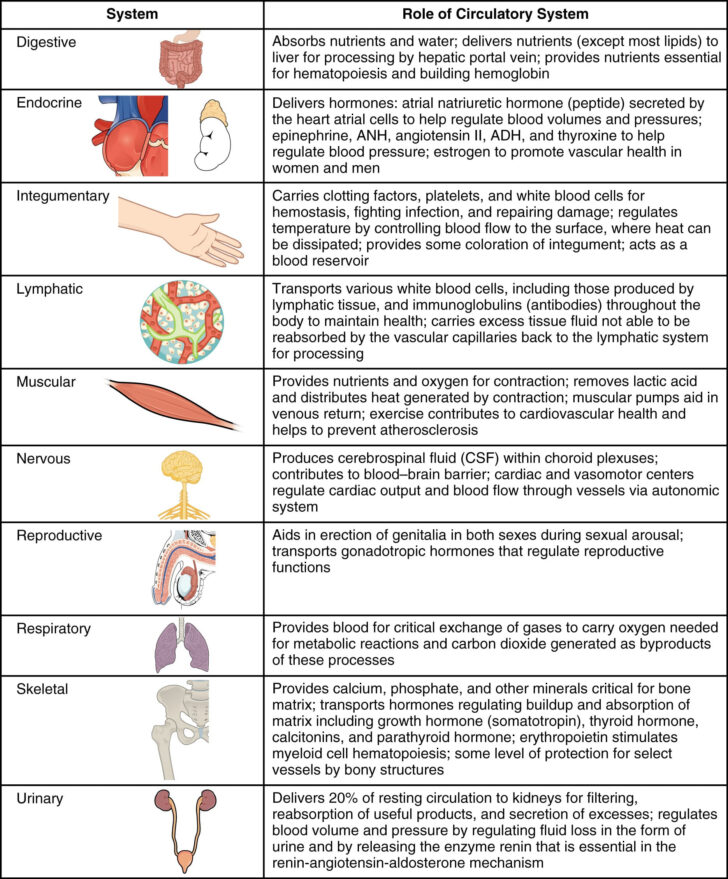 Anatomy Blood Worksheet Answers