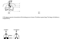 Blood Typing Game Worksheet Answers Worksheet