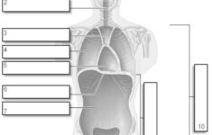 Body Cavities Google Search Biology College Medical Terminology