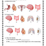 Body Cavities Interactive Worksheet