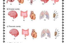Body Cavities Interactive Worksheet