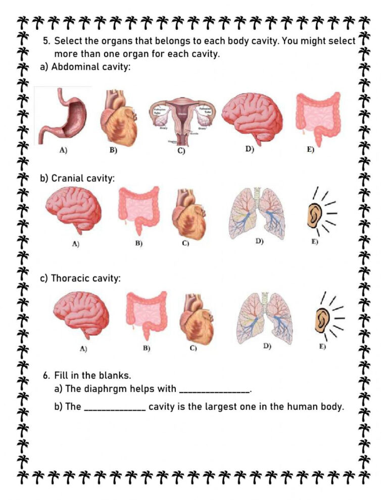 Body Cavities Interactive Worksheet Anatomy Worksheets Body Cavities Interactive Worksheet Anatomy Worksheets