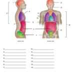 Body Cavities Quiz Or Worksheet Amped Up Learning Medical