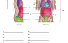 Body Cavities Quiz Or Worksheet Amped Up Learning Medical