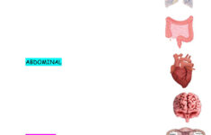 Body Cavities Worksheet