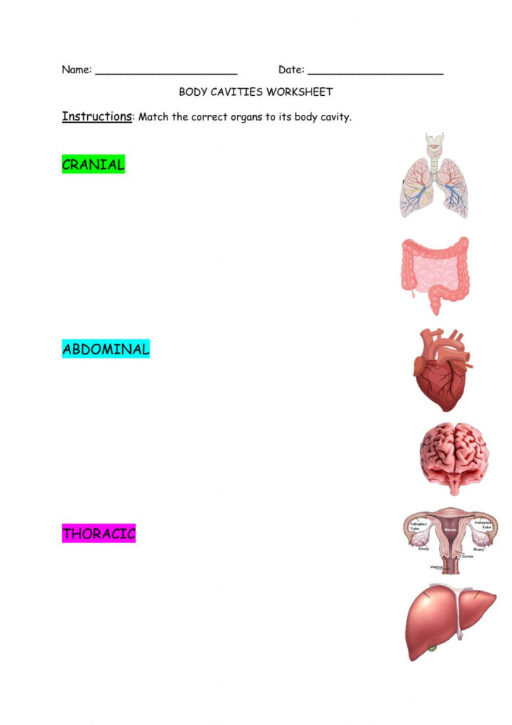 Body Cavities Worksheet | Anatomy Worksheets