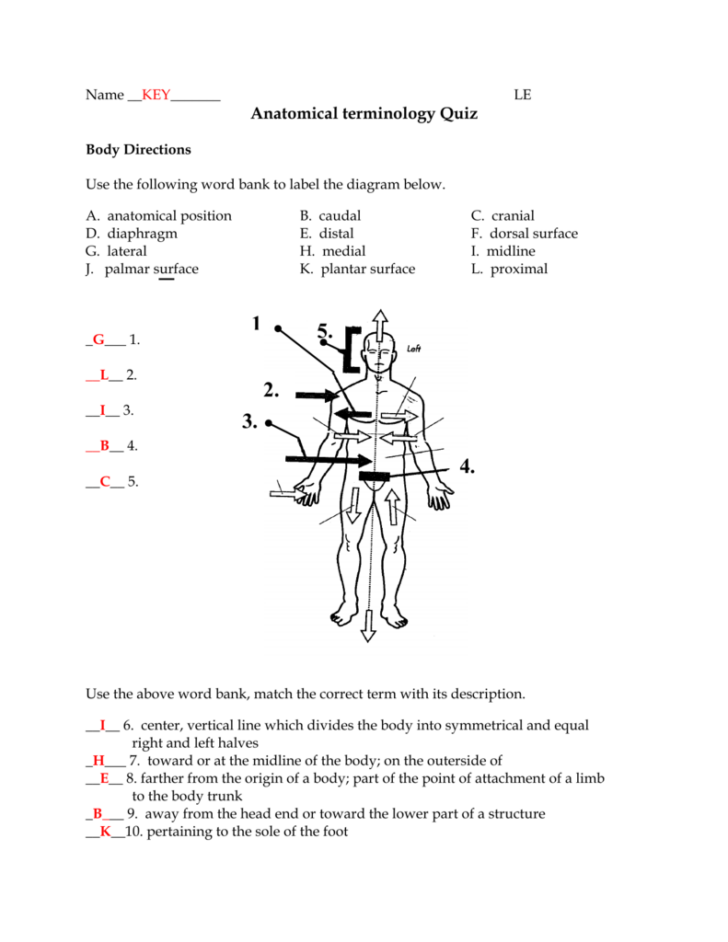 Anatomy Terminology And The Body Plan Worksheet Answers