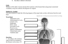 Body Planes And Anatomical Directions Worksheet Worksheet List