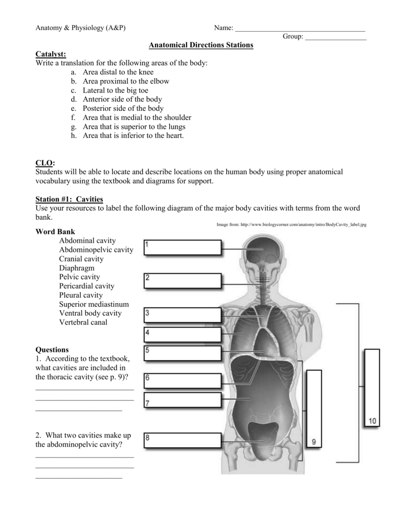 Body Planes And Anatomical Directions Worksheet Worksheet List