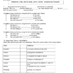 Body Planes Worksheet Orientation And Directional Terms Anatomy Quiz