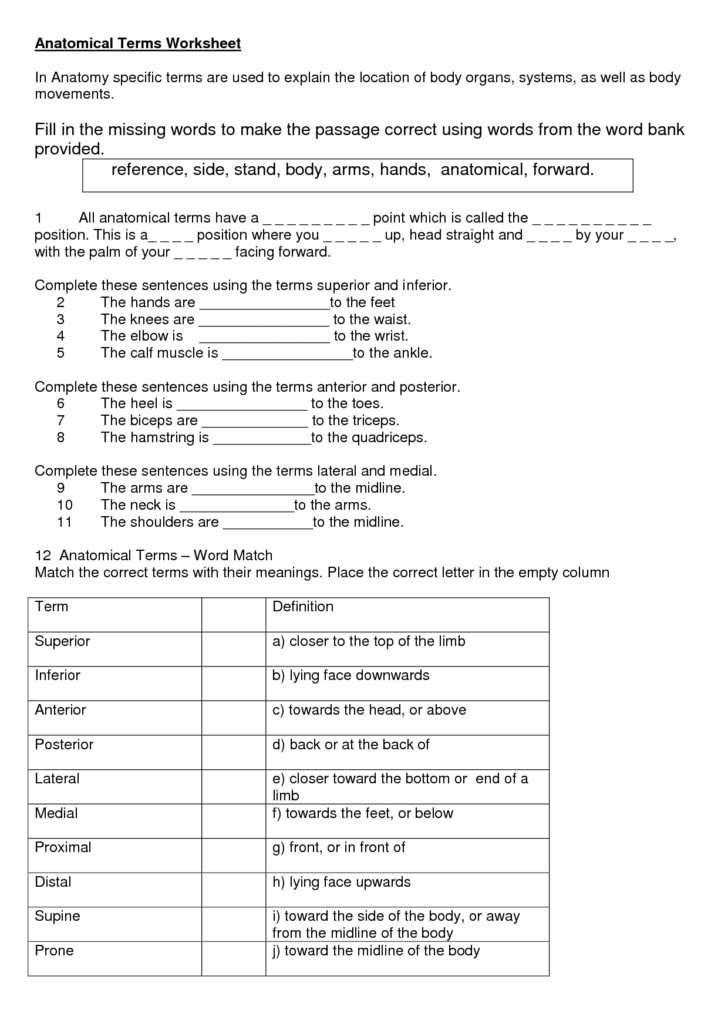 Anatomy Directional Terms Practice Worksheet