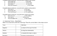 Body Planes Worksheet Orientation And Directional Terms Anatomy Quiz