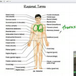 Body Regions Anatomy Koibana Info Anatomy Human Anatomy Anatomy