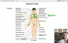 Body Regions Anatomy Koibana info Anatomy Human Anatomy Anatomy