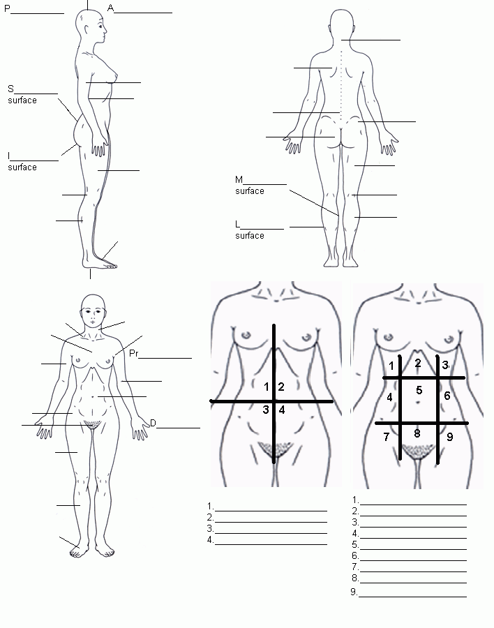 Body Regions And Terms To Know Anatomy And Physiology Biology 