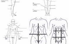 Body Regions And Terms To Know Anatomy And Physiology Biology