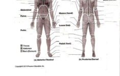 Body Regions Labeling Worksheet Worksheets Are A Crucial Portion Of