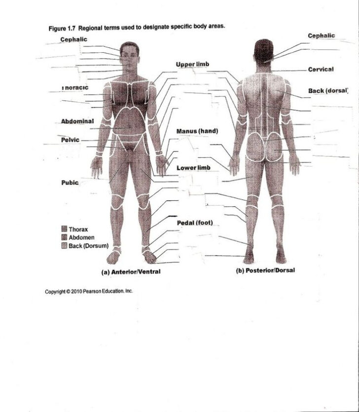 Anatomy And Physiology Body Regions Worksheet