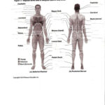 Body Regions Labeling Worksheet Worksheets Are A Crucial Portion Of