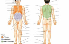 BODY REGIONS QUIZ