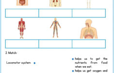 Body Systems Interactive Exercise For 3 Primaria You Can Do The