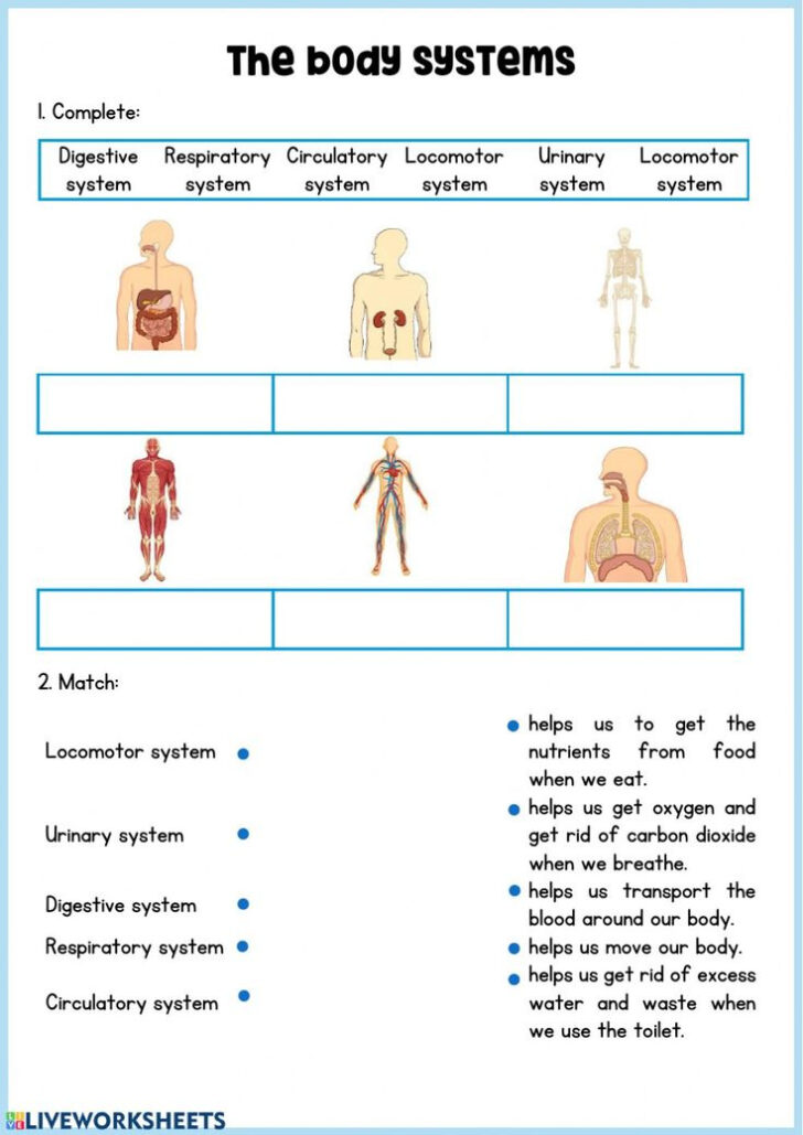 Body Systems Interactive Exercise For 3 Primaria You Can Do The