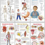 Body Systems Poster Set 6 Plus Worksheets