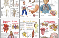Body Systems Poster Set 6 Plus Worksheets