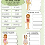 Body Systems Review Worksheet