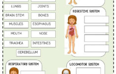 Body Systems Review Worksheet