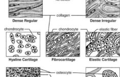 Body Systems Tissues Hussainz Human Anatomy And