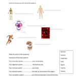 Body Systems Worksheets High School Worksheet For Kindergarten