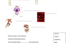 Body Systems Worksheets High School Worksheet For Kindergarten