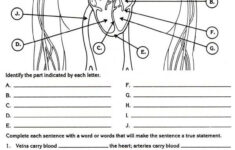 Body Systems Worksheets High School Worksheets Master