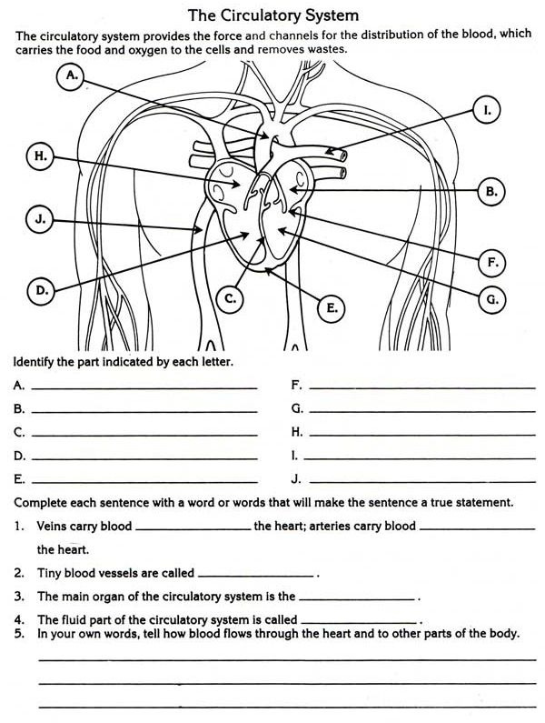 Body Systems Worksheet High School