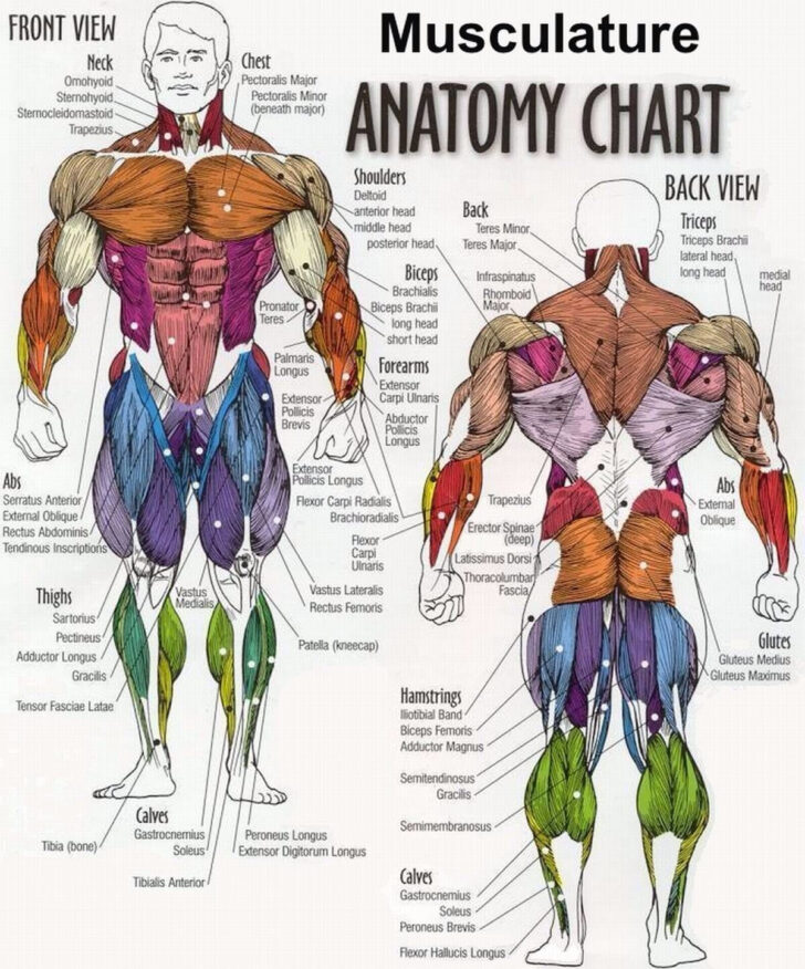 Human Anatomy Muscle Chart Printable