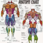 Bodybuilding Full Human Muscular Anatomy Chart Anatomia Muscular