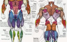Bodybuilding Full Human Muscular Anatomy Chart Anatomia Muscular