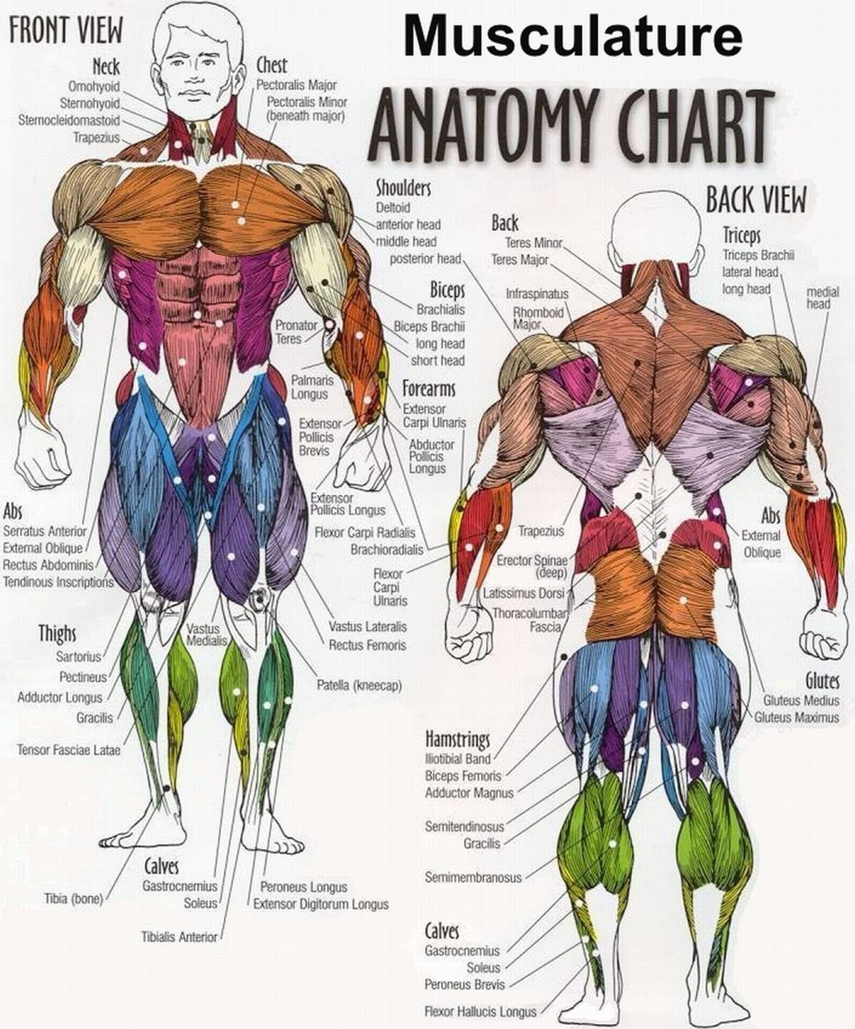 Bodybuilding Full Human Muscular Anatomy Chart Anatomia Muscular 