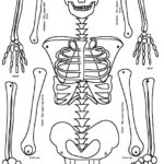 Bone Anatomy Sketches Anatomy Body Attivit Del Corpo Umano Corpo