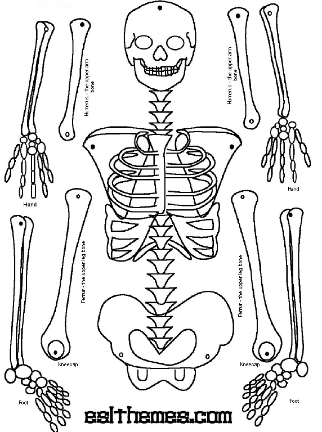 Bone Anatomy Sketches Anatomy Body Attivit Del Corpo Umano Corpo 