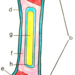 Bone Coloring Answer Key And Coloring Sample Anatomy Flashcards